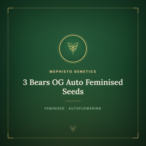 3 Bears OG Auto Feminised Seeds