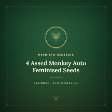 4 Assed Monkey Auto Feminised Seeds 4 Assed Monkey Auto Feminised Seeds