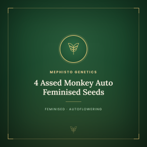 4 Assed Monkey Auto Feminised Seeds