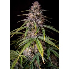 Alien Vs Triangle Auto Feminised Seeds Alien Vs Triangle Auto Feminised Seeds