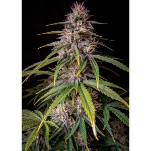 Alien Vs Triangle Auto Feminised Seeds Alien Vs Triangle Auto Feminised Seeds