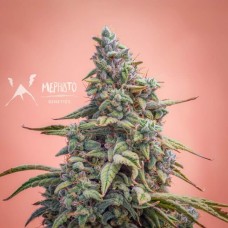 Canna-Cheese CBD 1:1 Auto Feminised Seeds Canna-Cheese CBD 1:1 Auto Feminised Seeds