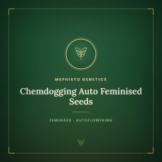 Chemdogging Auto Feminised Seeds Chemdogging Auto Feminised Seeds