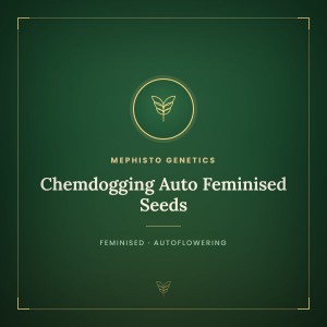 Chemdogging Auto Feminised Seeds Chemdogging Auto Feminised Seeds