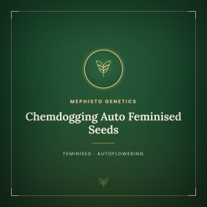Chemdogging Auto Feminised Seeds Chemdogging Auto Feminised Seeds