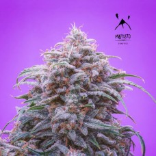 Double Grape Auto Feminised Seeds Double Grape Auto Feminised Seeds