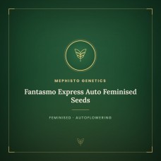 Fantasmo Express Auto Feminised Seeds Fantasmo Express Auto Feminised Seeds