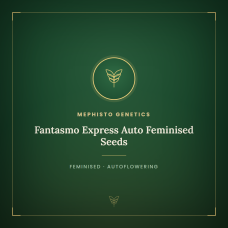 Fantasmo Express Auto Feminised Seeds Fantasmo Express Auto Feminised Seeds