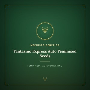 Fantasmo Express Auto Feminised Seeds Fantasmo Express Auto Feminised Seeds