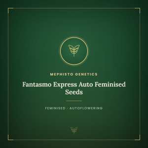 Fantasmo Express Auto Feminised Seeds Fantasmo Express Auto Feminised Seeds