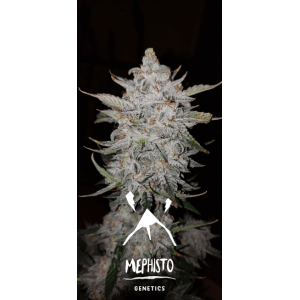 Forum Stomper Auto Feminised Seeds Forum Stomper Auto Feminised Seeds