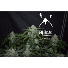 Fugue State Auto Feminised Seeds
