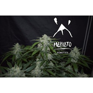 Fugue State Auto Feminised Seeds