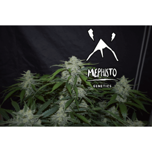 Fugue State Auto Feminised Seeds Fugue State Auto Feminised Seeds
