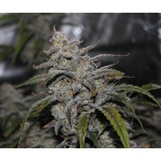 Grape Walker Kush Auto Feminised Seeds Grape Walker Kush Auto Feminised Seeds