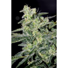 Hubbabubbahaze Auto Feminised Seeds Hubbabubbahaze Auto Feminised Seeds