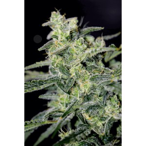 Hubbabubbahaze Auto Feminised Seeds