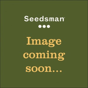 Mephisto's Wedding Auto Feminised Seeds Mephisto's Wedding Auto Feminised Seeds