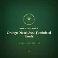 Orange Diesel Auto Feminised Seeds Orange Diesel Auto Feminised Seeds