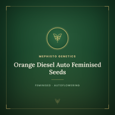 Orange Diesel Auto Feminised Seeds Orange Diesel Auto Feminised Seeds