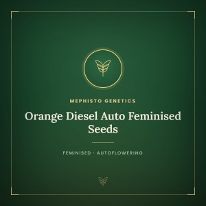 Orange Diesel Auto Feminised Seeds Orange Diesel Auto Feminised Seeds
