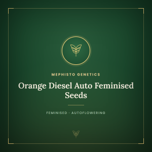 Orange Diesel Auto Feminised Seeds Orange Diesel Auto Feminised Seeds