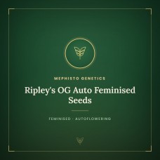 Ripley's OG Auto Feminised Seeds Ripley's OG Auto Feminised Seeds