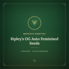 Ripley's OG Auto Feminised Seeds Ripley's OG Auto Feminised Seeds