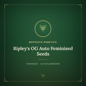 Ripley's OG Auto Feminised Seeds