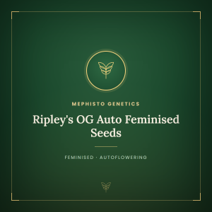 Ripley's OG Auto Feminised Seeds Ripley's OG Auto Feminised Seeds