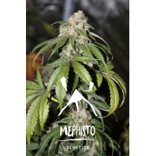Samsquanch OG Auto Feminised Seeds Samsquanch OG Auto Feminised Seeds
