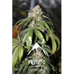 Samsquanch OG Auto Feminised Seeds Samsquanch OG Auto Feminised Seeds