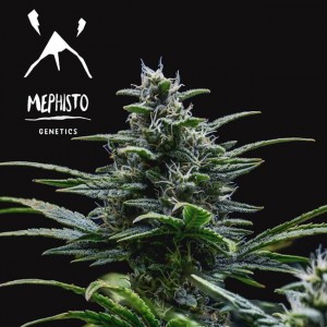 Skywalker Auto Feminised Seeds Skywalker Auto Feminised Seeds