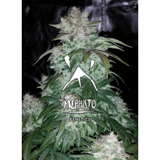 S.O.D.K Auto Feminised Seeds S.O.D.K Auto Feminised Seeds