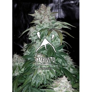 S.O.D.K Auto Feminised Seeds