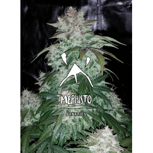 S.O.D.K Auto Feminised Seeds S.O.D.K Auto Feminised Seeds