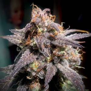 Super Orange Haze Auto Feminised Seeds Super Orange Haze Auto Feminised Seeds