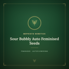 Sour Bubbly Auto Feminised Seeds Sour Bubbly Auto Feminised Seeds