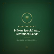 Stilton Special Auto Feminised Seeds Stilton Special Auto Feminised Seeds