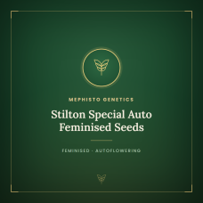 Stilton Special Auto Feminised Seeds Stilton Special Auto Feminised Seeds