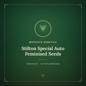Stilton Special Auto Feminised Seeds Stilton Special Auto Feminised Seeds