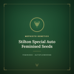 Stilton Special Auto Feminised Seeds Stilton Special Auto Feminised Seeds