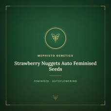 Strawberry Nuggets Auto Feminised Seeds Strawberry Nuggets Auto Feminised Seeds