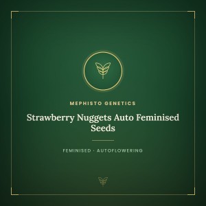 Strawberry Nuggets Auto Feminised Seeds Strawberry Nuggets Auto Feminised Seeds