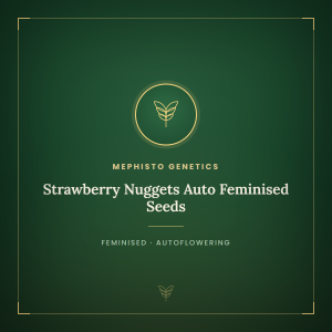 Strawberry Nuggets Auto Feminised Seeds Strawberry Nuggets Auto Feminised Seeds