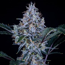 Sundae Thumper Auto Feminised Seeds Sundae Thumper Auto Feminised Seeds