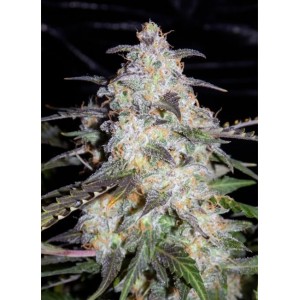 Toof Decay Auto Feminised Seeds Toof Decay Auto Feminised Seeds