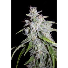 Walter White Auto Feminised Seeds Walter White Auto Feminised Seeds