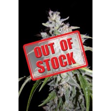 Walter White Auto Feminised Seeds Walter White Auto Feminised Seeds