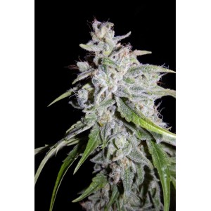 Walter White Auto Feminised Seeds Walter White Auto Feminised Seeds